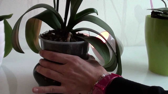 Video Tutorial: Curare le Orchidee